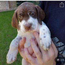 Braque Francais, French Pointer puppies