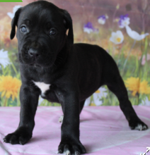 Cane corso pups for sale