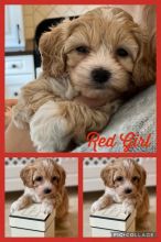 Fluffy Maltipoo puppies ready