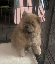 Gorgeous Chunky KC Chow Chow Puppies (Delivery Possible) !!