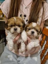 Gorgeous Full Pedigree Shih Tzu Puppies