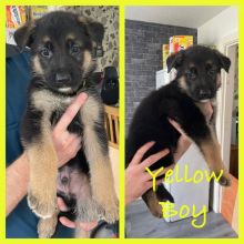 Gorgeous German Shepherd puppies