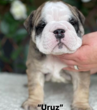 Kc Reg Standard English Bulldog Puppies