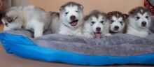 KC register Pedigree Alaskan Malamute puppies