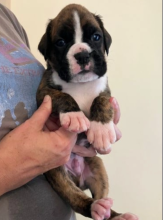 KC Registered Boxer Pups For Sale