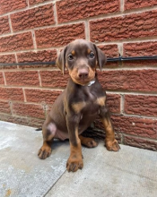 KC registered Doberman puppies