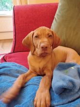 KC registered Hungarian Vizsla Puppies