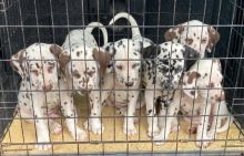 Liver and White Dalmatian Puppies