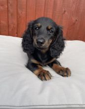 Long haired Cream and Dapple Miniature Dachshund puppies