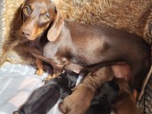 Miniature Dachshund Puppies Ready Now !!