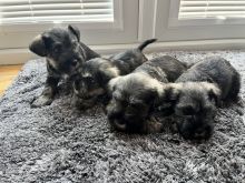 Miniature schnauzer puppies available