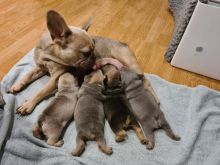 Pedigree KC registered Frenchies READY NOW