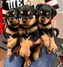 Rottweiler Pups (ready now 3girls left )