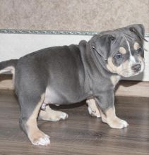 Smart American bully puppies for free adoption