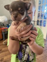 Tiny tea cup Chihuahua Puppies