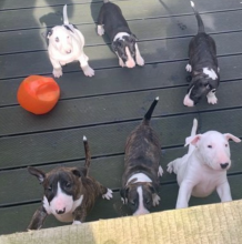 Very small miniature bull terrier puppies