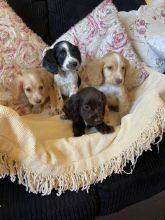 Working C0CKER Spaniel puppies