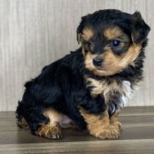 YORKIEPOO puppies for adoption