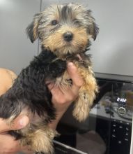 Yorkshire terrier puppies