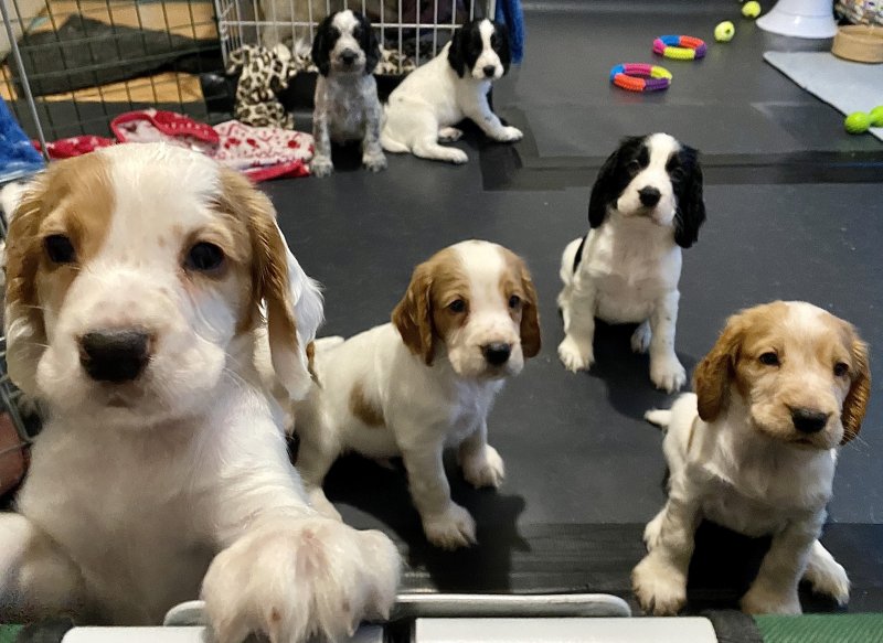 Adorable C0CKER SPANIEL puppies Image eClassifieds4u
