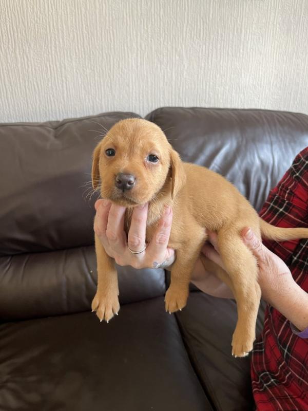 Adorable Labrador Retriever puppies Image eClassifieds4u