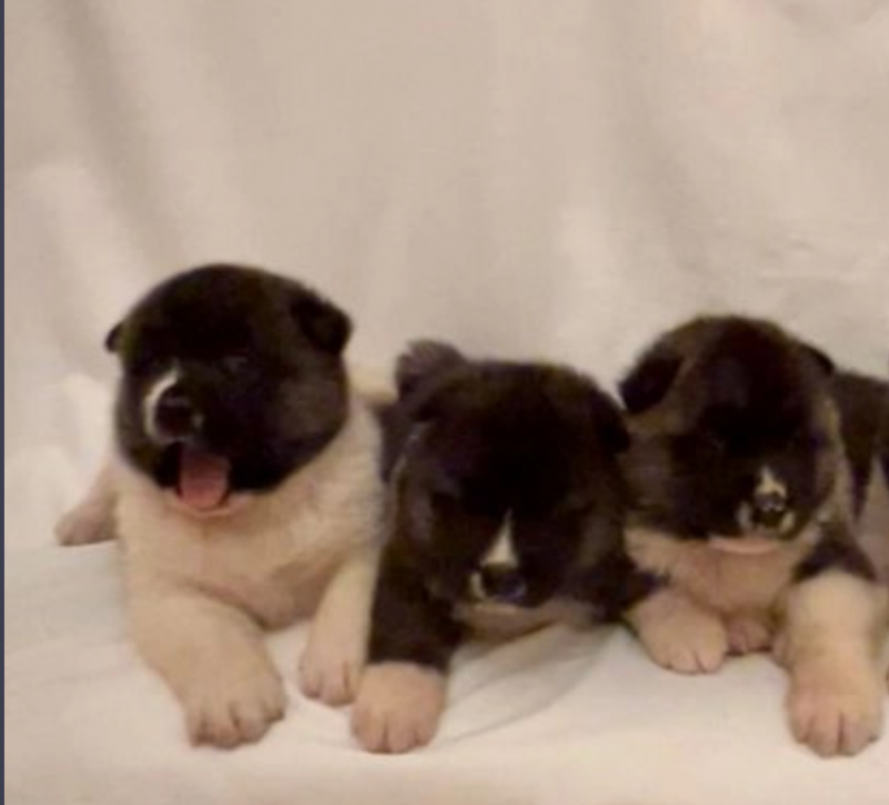 American Akita puppies. Image eClassifieds4u