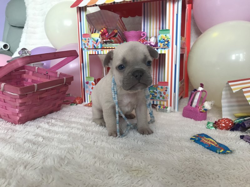 Beautiful FRENCH BULLDOG Puppies Image eClassifieds4u
