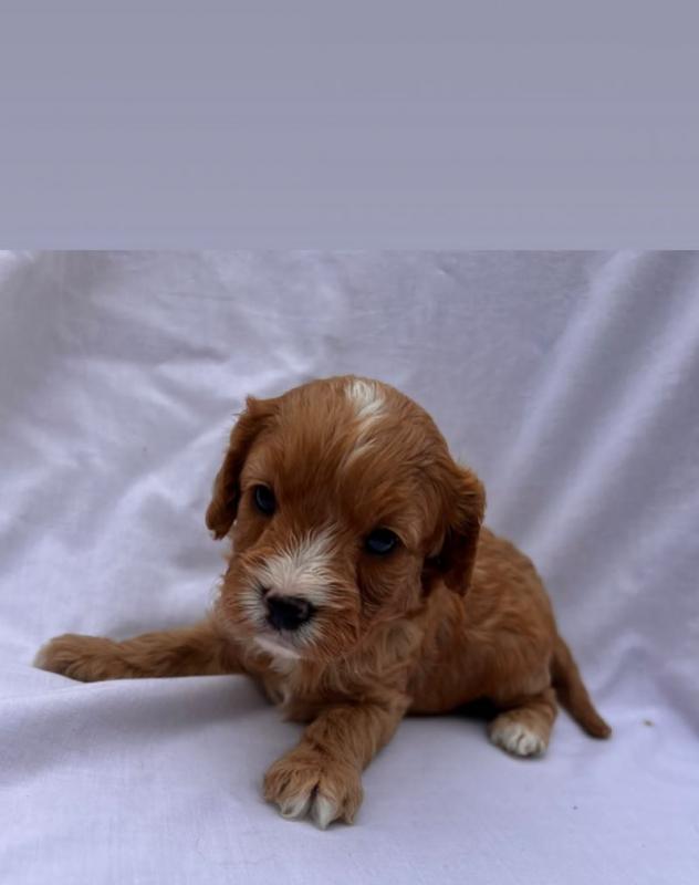 Beautiful health tested Cavapoo puppies Image eClassifieds4u