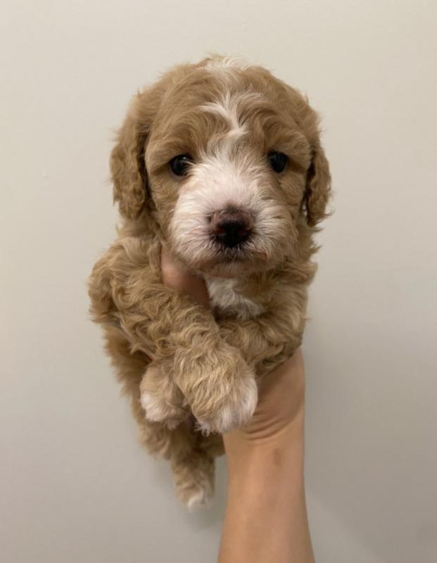 Beautiful health tested Red and White Cavapoo Puppies Image eClassifieds4u