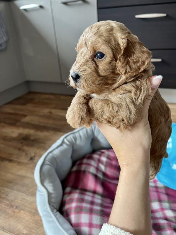 Beautiful health tested Red and White Cavapoo Puppies Image eClassifieds4u