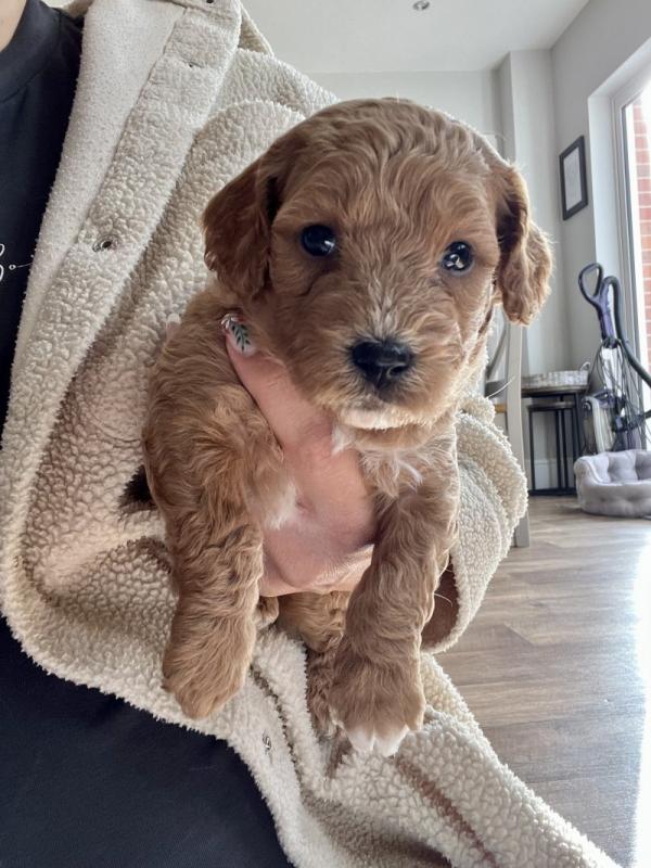Beautiful health tested Red and White Cavapoo Puppies Image eClassifieds4u