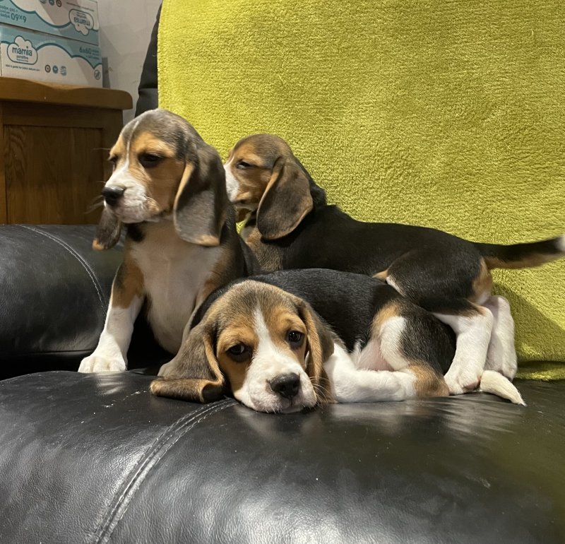 Beautiful KC Registered Beagle Puppies Image eClassifieds4u