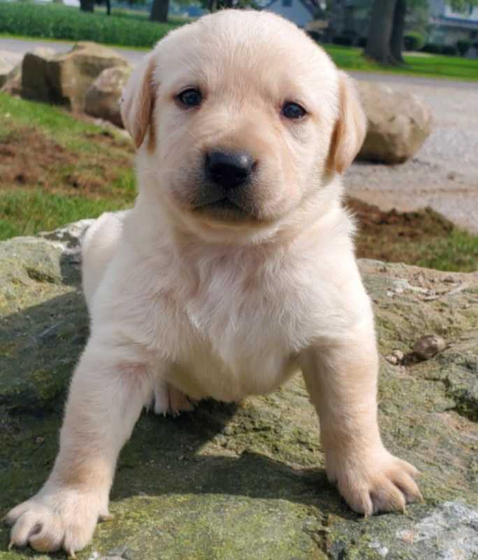 Beautiful labrador puppies Image eClassifieds4u
