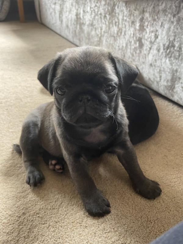 Beautiful litter of Pug puppies Image eClassifieds4u