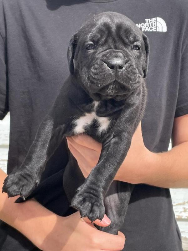 Beautiful Litter Of Pure Bred Cane Corso puppies Image eClassifieds4u