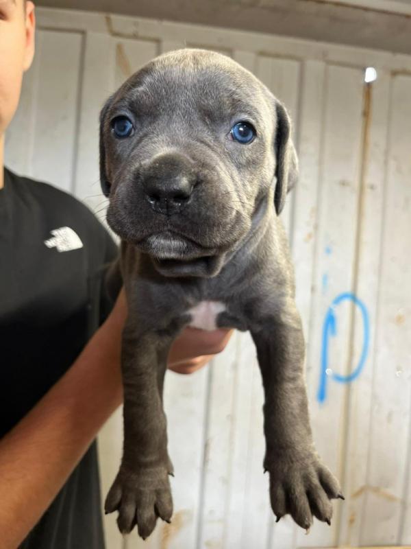 Beautiful Litter Of Pure Bred Cane Corso puppies Image eClassifieds4u