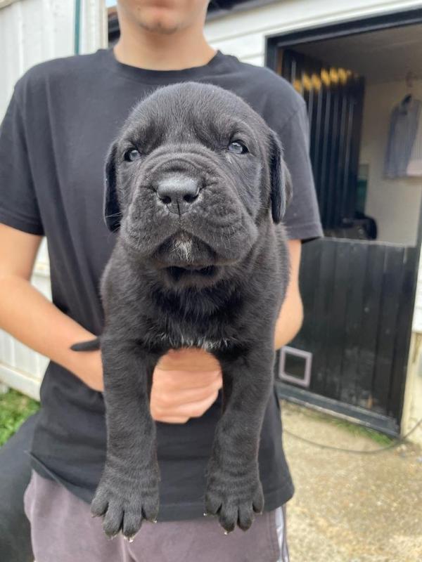 Beautiful Litter Of Pure Bred Cane Corso puppies Image eClassifieds4u