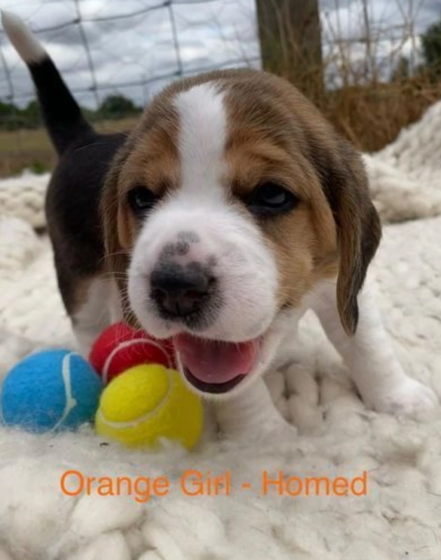 Beautiful litter of six beagle puppies for sale Image eClassifieds4u