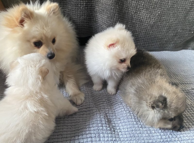 BEST QUALITY POMERANIAN PUPPIES Image eClassifieds4u