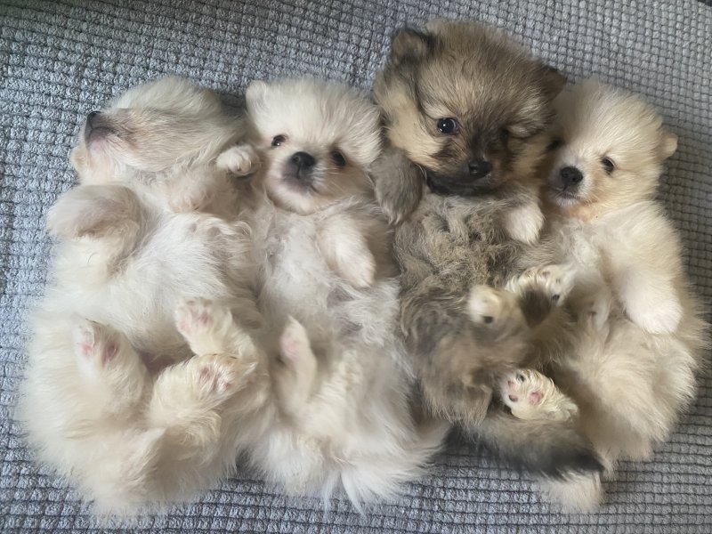 BEST QUALITY POMERANIAN PUPPIES Image eClassifieds4u