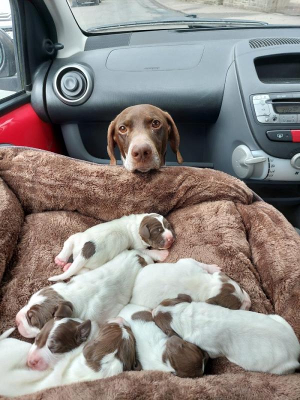Braque Francais, French Pointer puppies Image eClassifieds4u