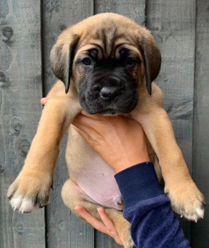 Cane corso pups for sale Image eClassifieds4u