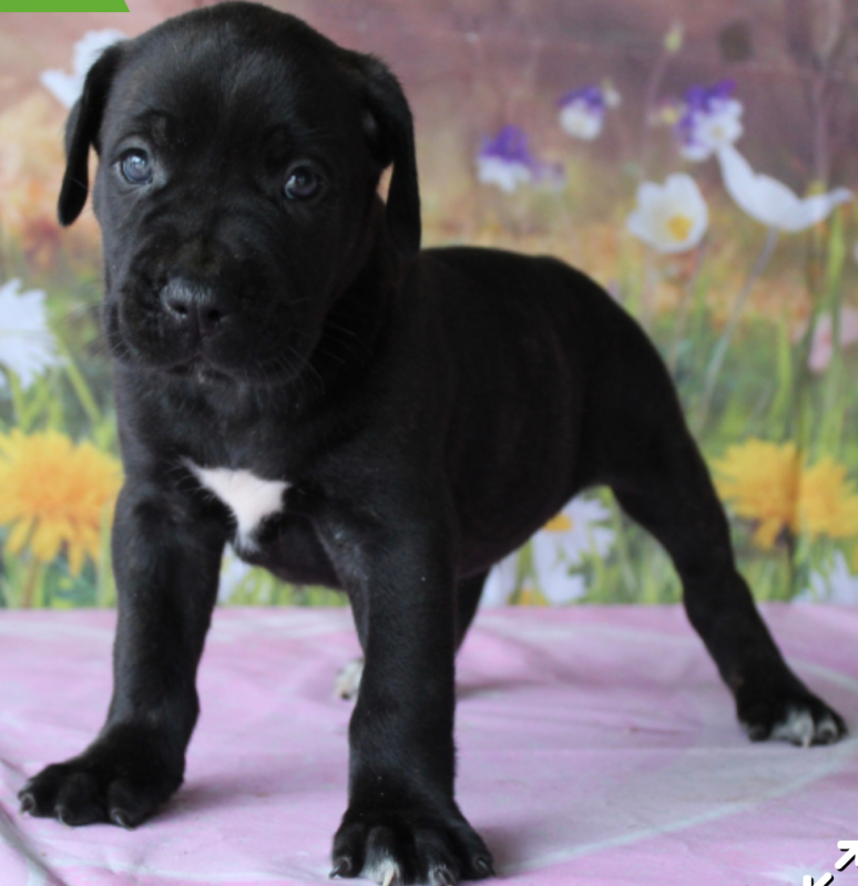 Cane corso pups for sale Image eClassifieds4u