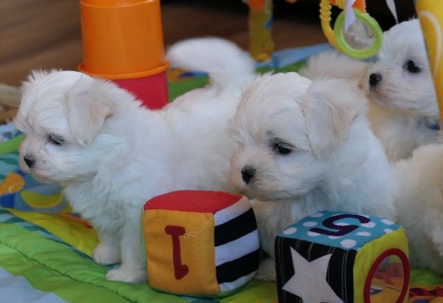 Cute maltese puppies FOR ADOPTION Image eClassifieds4u