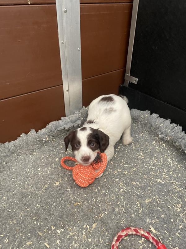 English Springer Spaniels Puppies Image eClassifieds4u