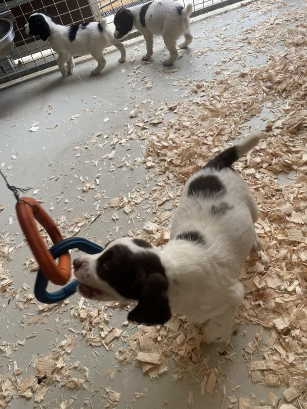 English Springer Spaniels Puppies Image eClassifieds4u