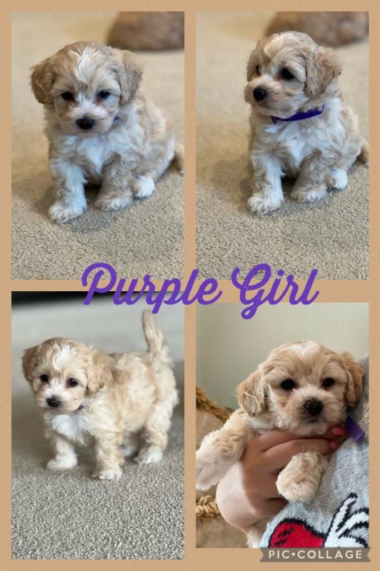Fluffy Maltipoo puppies ready Image eClassifieds4u