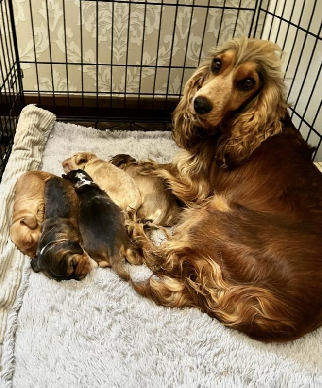 Show C0CKER spaniel PRA/AMS/Fn clear Image eClassifieds4u