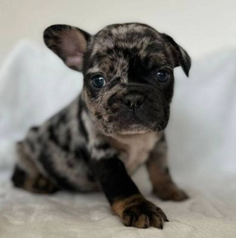 French Bulldog Puppies - CAN VIEW THIS WEEKEND Image eClassifieds4u