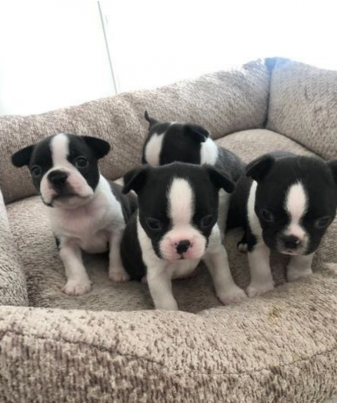 Gorgeous Boston pups for sale Image eClassifieds4u